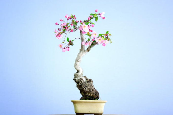 盆水 Bonsui ミニ盆栽の育て方 ハナカイドウ 花海棠